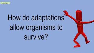 How Do Adaptations Allow Organisms To Survive [upl. by Ajiram]