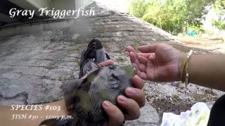 MultiSpecies Fishing the Intracoastal Waterway  Part 2 Fort Lauderdale FL [upl. by Enilasor]