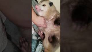 Lilah my Pet Opossum [upl. by Grimaldi731]