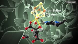 How Enzymes Work from PDB101 [upl. by Aerdna22]