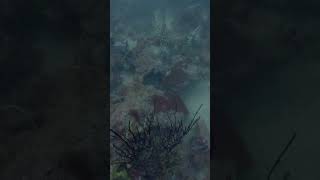 Lobster got me swimming a marathon 😮‍💨 lobster crayfish lobsterdiving [upl. by Llerrit]