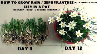 How to Grow Rain  Zephyranthes Lily in a Pot With Update Videos [upl. by Dor]