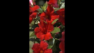 Gardening Tip  How to keep your Mandevilla plant happy all season long [upl. by Demott]