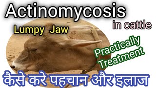 Lumpy Jaw in cowbuffalo  Actinomycosis symptoms amp treatment in cattle [upl. by Blaze25]