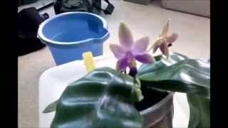 A look at my Phalenopsis Violacea X Bellina Cross [upl. by Butch124]