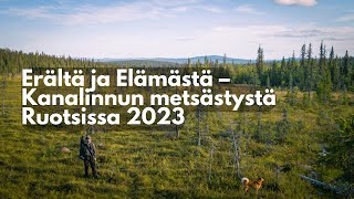 Metsäkanalintujen metsästystä Ruotsissa 2023 [upl. by Ellata]