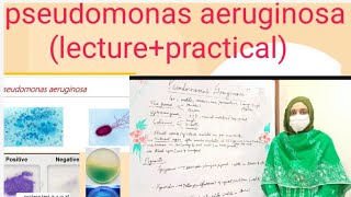 pseudomonas aeruginosalecture practical [upl. by Cassy128]