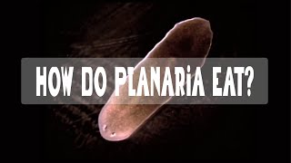 How does a Planarian eat [upl. by Renferd]