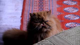 Adorable Ginger Persian Cat Meowing [upl. by Ynaffik41]