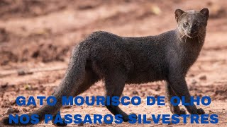 O vai e vem dos pássaros e o predador de olho neles passaros wildlife faunabrasileira predador [upl. by Aynekat]