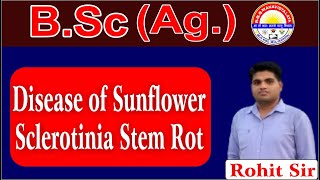 BSc Ag 6th Semester  Disease of Sunflower Sclerotinia Stem Rot  By Rohit sir [upl. by Ahsieyt396]