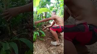 tanim ng saging sa bakuran [upl. by Jit]