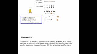 LOperone TRP [upl. by Harvey30]