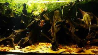 HD video  530L Pterophyllum altum tank [upl. by Capwell977]