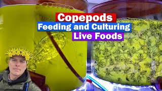 Copepods  Feeding and culturing Live food w Chad the Copegod from ReefNutrition [upl. by Fusco]