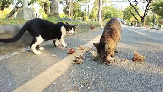 Couple of street cats get a nice treat of fried fish [upl. by Anwahsit]