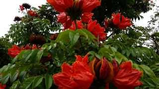 African Tulip Tree  Spathodea campanulata  Fountain Tree  Pichkari  Nandi Flame HD 01 [upl. by Anelec]