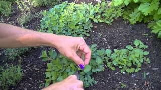 Harvesting Greek Oregano [upl. by Auhsoj]