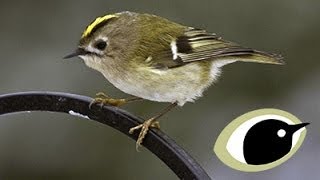 BTO Bird ID  Goldcrest amp Firecrest [upl. by Aneer979]