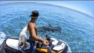 YBS Lifestyle Ep 2  CRAYFISH CATCH AND COOK  Pet Mangrove Jacks  Hammerhead Shark And A Dingo [upl. by Anileda643]