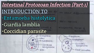 Intestinal Protozoan Infection Part1  Introduction to E histolytica Glamblia Coccidian [upl. by Giannini]