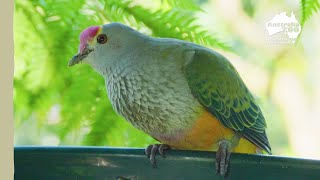 Australia Zoo birds eat breakfast  Australia Zoo Life [upl. by Emse312]