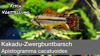 KakaduZwergbuntbarsch Apistogramma cacatuoides  Liquid Nature Fisch Vorstellung [upl. by Innoj]