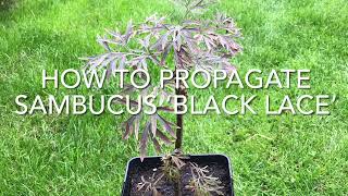 How To Propagate Sambucus ‘Black Lace’ Taking Cuttings Of Sambucus Plant Propagation [upl. by Eiramalegna]