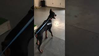 Cesar 6 Month Old Doberman Protection Training [upl. by Sudoeht]