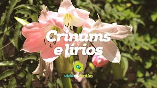 Crinums e lírios [upl. by Ambrogio252]