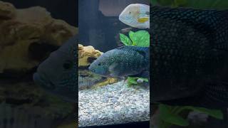 One of the Largest Jack Dempsey Cichlids I’ve Seen [upl. by Ertnod]