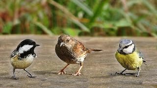 Sons doiseaux de la forêt [upl. by Mayhew411]