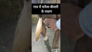 Treatment of mycoplasma mastitis in cow amp buffalo treatment of summer mastitis treatment of neecr [upl. by Llenral]