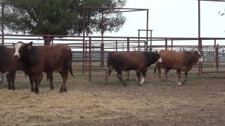 Weaned Bull Calves July 2013 [upl. by Mallis]