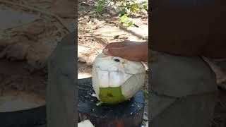 Amazing Coconut Peeling Style satisfying shorts coconut [upl. by Arayt]