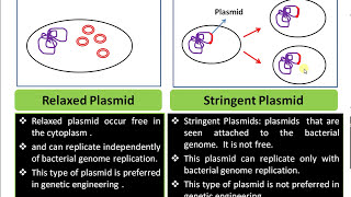 Definition of Plasmid Relaxed Plasmid vs Stringent Plasmid Functions of Plasmid in Bacterial cell [upl. by Epolulot]