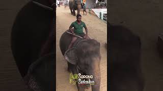 Pinnawala  Quick Tour of Sri Lankas Famous Elephant Orphanage pinnawala srilankaelephant [upl. by Marzi]