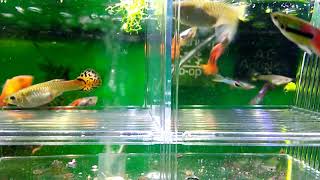 Guppy Endler Hybrid Giving Birth In Breeder Box [upl. by Ayk]