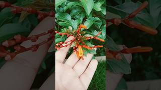 identifying the type of inflorescence botany gardenplants flowers shorts viralvideo [upl. by Eimaj605]