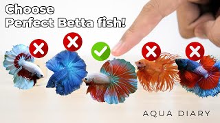 How To Choose A Best Betta Fish [upl. by Olra888]