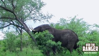 Watch In Awe As An African Elephant Topples A Tree With Incredible Strength [upl. by Ainevul7]