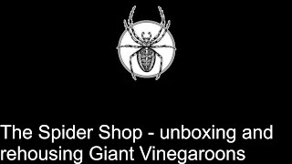 Parcel from The Spider Shop  unboxing and rehousing Giant Vinegaroons [upl. by Lennahc]