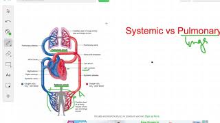 Systemic vs Pulmonary Circulation  Circulation [upl. by Jenica]