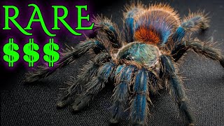 Top 10 Most Expensive and RARE Tarantulas  Fancy Spiders [upl. by Naomi]