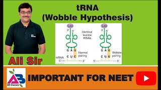 tRNA  Wobble Hypothesis by Crick Inosine Base Economy of tRNA molecules [upl. by Alidis666]