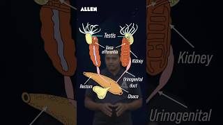 Male Reproductive System of Frog – Drop Your Answer in the Comments shorts [upl. by Oiramel]