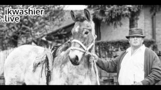 Belgische Trekpaarden op prijskamp  Belgian Draft Horse  Trait Belge  ikwashierlive in Evergem [upl. by Crowns620]