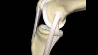 Knee amp Medial Collateral Ligament Animation ©Primal Pictures Ltd [upl. by Drareg213]