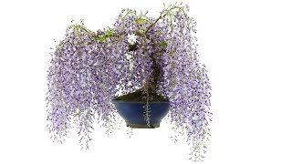 Japanese Wisteria bonsai blossom in April [upl. by Anwahsed142]