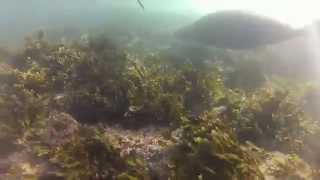 Freediving and snorkelling in the Farne Islands with seals [upl. by Eniamert99]